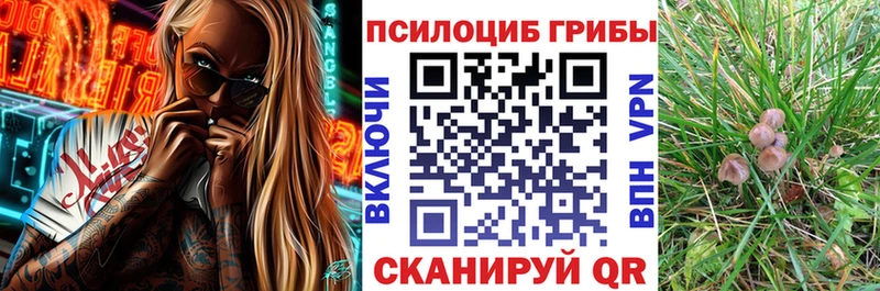 Псилоцибиновые грибы Cubensis  Вязьма 